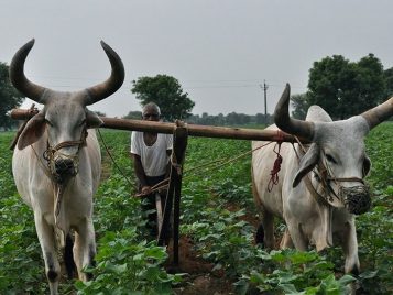 groundwater-depletion-rates-in-india-could-triple-in-coming-decades-as-climate-warms-study-shows-cotton_irrigated